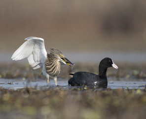 The Indian pond heron with fish