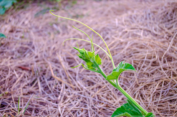 Hatched in the garden