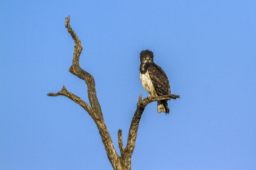 Black-chested Snake-Eagle in Kruger National park, South Africa