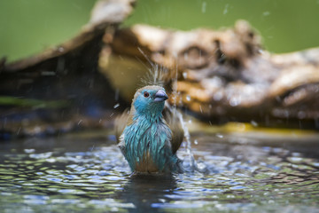 Blue-breasted Cordonbleu in Mapungubwe National park, South Africa
