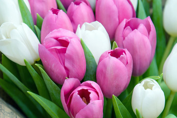 Tulips colorful close - Gift flowers pink and white. 