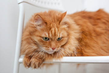 portrait of a fluffy red cat with green eyes sitting on a chair