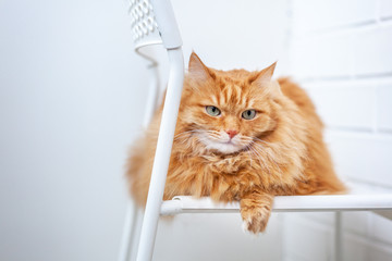 portrait of a fluffy red cat with green eyes sitting on a chair