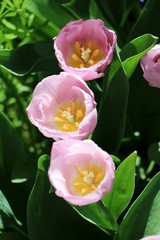 pink tupils in the garden