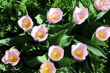 pink tupils in the sunny garden