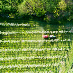 Obraz premium Valtellina (IT) - Meleti in fiore in zona Chiuro - Ponte in Valtellina - Trattamento fitosanitario