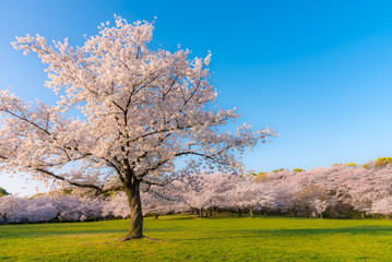 桜 満開 青空 花見