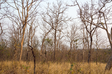 Fototapeta na wymiar Dead trees