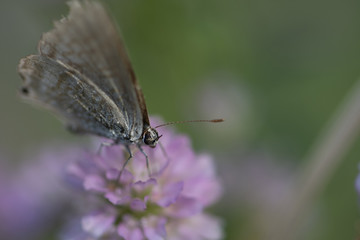 Lampides boeticus