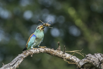 European Roller in Mapungubwe National park, South Africa
