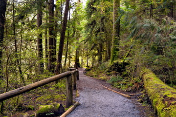 Wet forest, trunks of trees and the earth is covered with green moss. This forest is located in in the Capilano River Park North Vancouver, British Columbia, Canada.