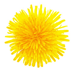 Blossoming dandelion yellow head cutout isolated on white background without shadow, macro photo. Dandelion flower head with clipping path, overhead shot. Taraxacum head in white scene