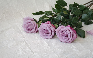 roses of gray, lilac, varietal