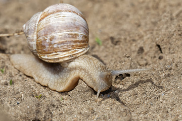 Weinbergschnecke