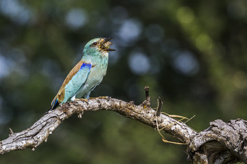 European Roller in Mapungubwe National park, South Africa