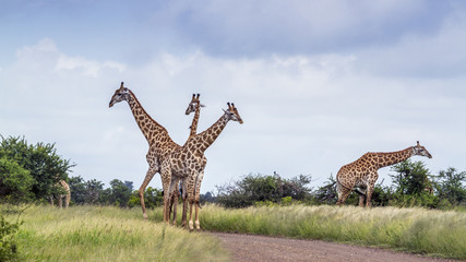 Giraffe in Kruger National park, South Africa © PACO COMO