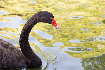 Greylag Goose swimming