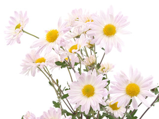 Bouquet of white chamomile.