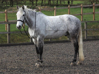 Standing Horse