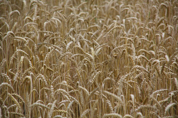 dry golden wheat field in summer autumn