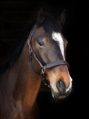 Fototapeta premium Horse Headshot