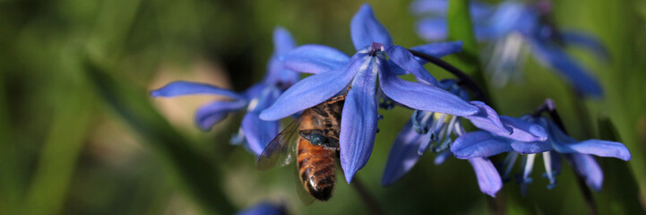 honeybee inside scilla