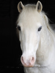 Obraz na płótnie Canvas Horse Headshot