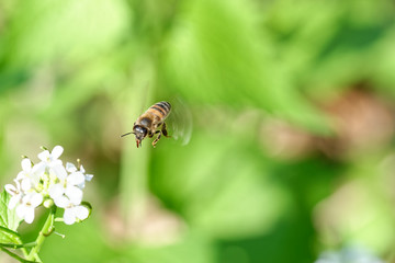 flying bee in a meadow