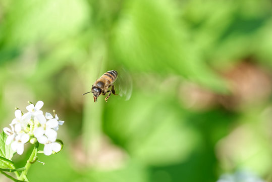 flying bee in a meadow