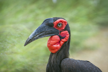 Southern Ground Hornbill in Kruger National park, South Africa