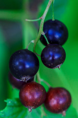 The berries hang on the shrubs