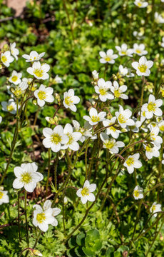 Saxifraga x arendsii 