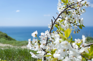 Flowering cherry against the sky and the sea.