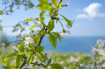 Flowering cherry against the sky and the sea.