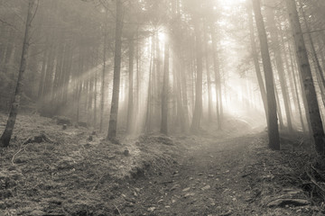 Naklejka premium the sun inside a woods in a foggy day