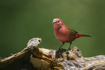 Jameson's Firefinch in Mapungubwe National park, South Africa