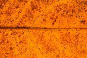 texture and detail of orange dry leaves - background