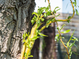 Korkenzieherhaselnuß im Frühling