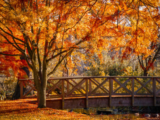 Houten brug in dichtbegroeid park met herfsttafereel