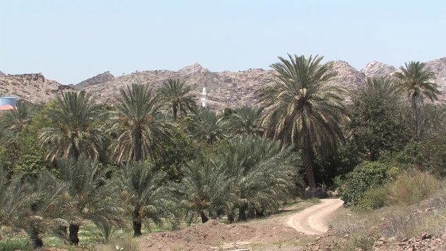 Oasis in Ras Al Khaimah, UAE.