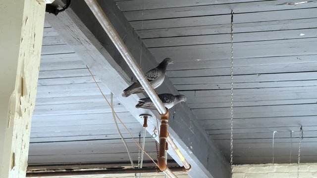 Pigeons that have found their way indoors sit on a pipe.