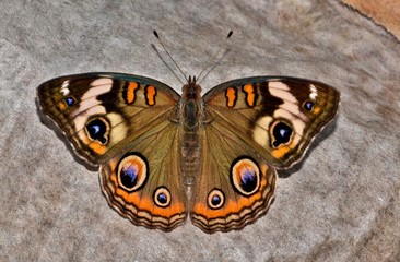 Obraz premium Common Buckeye Butterfly (Junonia coenia) at rest on the ground on a piece of discarded paper with its wings open.