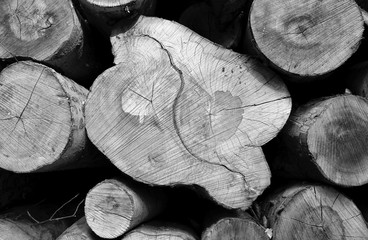 Forestry: Closeup shot of a stack of felled tree trunks in a forest