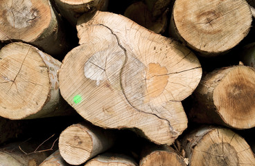 Forestry: Closeup shot of a stack of felled tree trunks in a forest