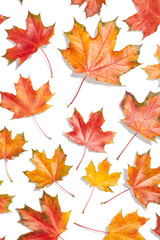 Naklejka na ściany i meble Autumn maple leaves isolated on white background