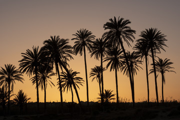 Fototapeta na wymiar Sunset with palm tree grove silhouetted, blue sky with golden sun,Cala ferris, Torrevieja,Costa Blanca, Spain