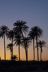Fototapeta na wymiar Sunset with palm tree grove silhouetted, blue sky with golden sun,Cala ferris, Torrevieja,Costa Blanca, Spain
