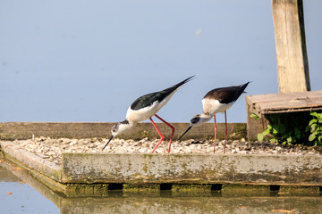 Cavalieri d'Italia (Himantopus himantopus)