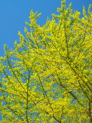 青空と銀杏