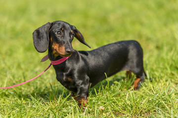 Dachshund dog in the park